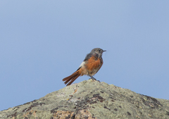 Phoenicurus erythrogastrus