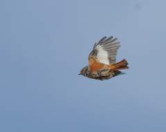 Phoenicurus erythrogastrus