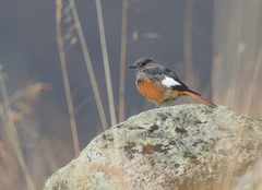 Phoenicurus erythrogastrus