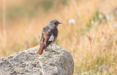 Phoenicurus erythrogastrus