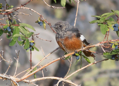 Phoenicurus erythrogastrus