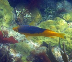Bodianus rufus