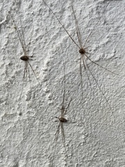 Dicranopalpus