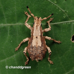 Episomus chinensis