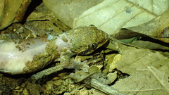 Geckolepis humbloti