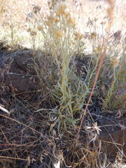 Antennaria luzuloides