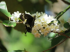 Papilio fuscus