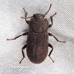 Mesomorphus villiger