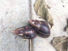 Lissachatina fulica