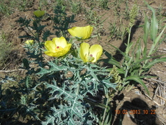 Argemone mexicana