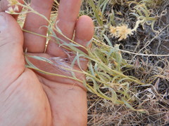 Antennaria luzuloides
