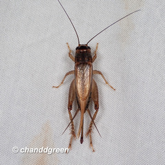 Loxoblemmus equestris