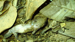 Geckolepis humbloti