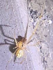 Theridion