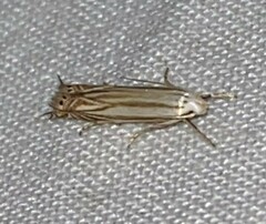 Polyhymno luteostrigella