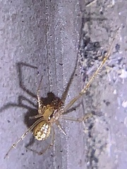 Theridion