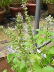 Ocimum