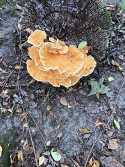 Laetiporus