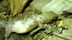 Geckolepis humbloti