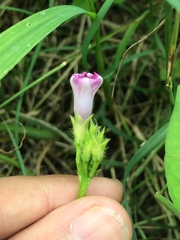 Ipomoea