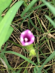 Ipomoea