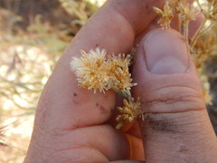 Antennaria luzuloides