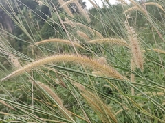 Cenchrus polystachios