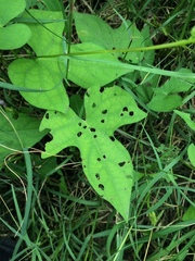 Ipomoea
