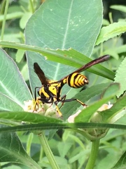 Phimenes flavopictus