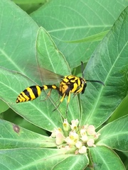 Phimenes flavopictus