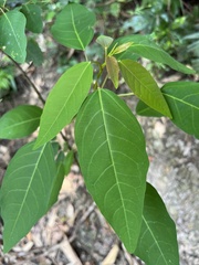 Triadica cochinchinensis