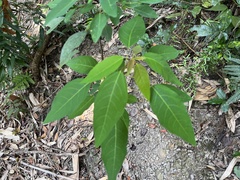 Triadica cochinchinensis