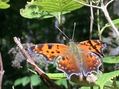 Polygonia comma