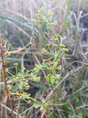Apium graveolens