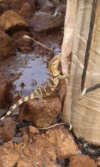 Varanus albigularis albigularis