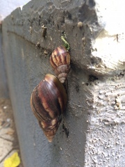 Lissachatina fulica
