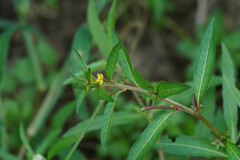 Ludwigia epilobioides