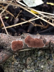 Fungi