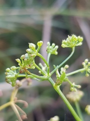 Apium graveolens