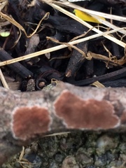 Fungi