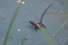 Takydromus tachydromoides
