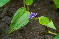 Pontederia vaginalis