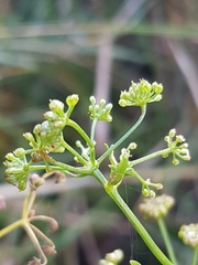 Apium graveolens