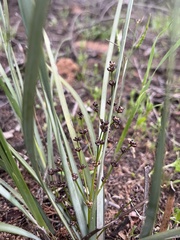 Lomandra multiflora dura