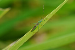 Leptocorisa chinensis