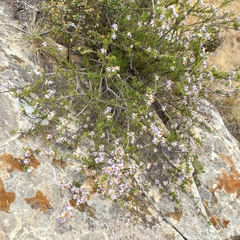 Felicia filifolia