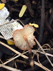 Marasmiaceae
