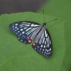 Hestina assimilis