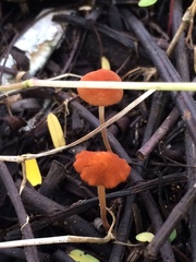 Marasmiaceae