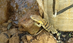 Varanus albigularis albigularis